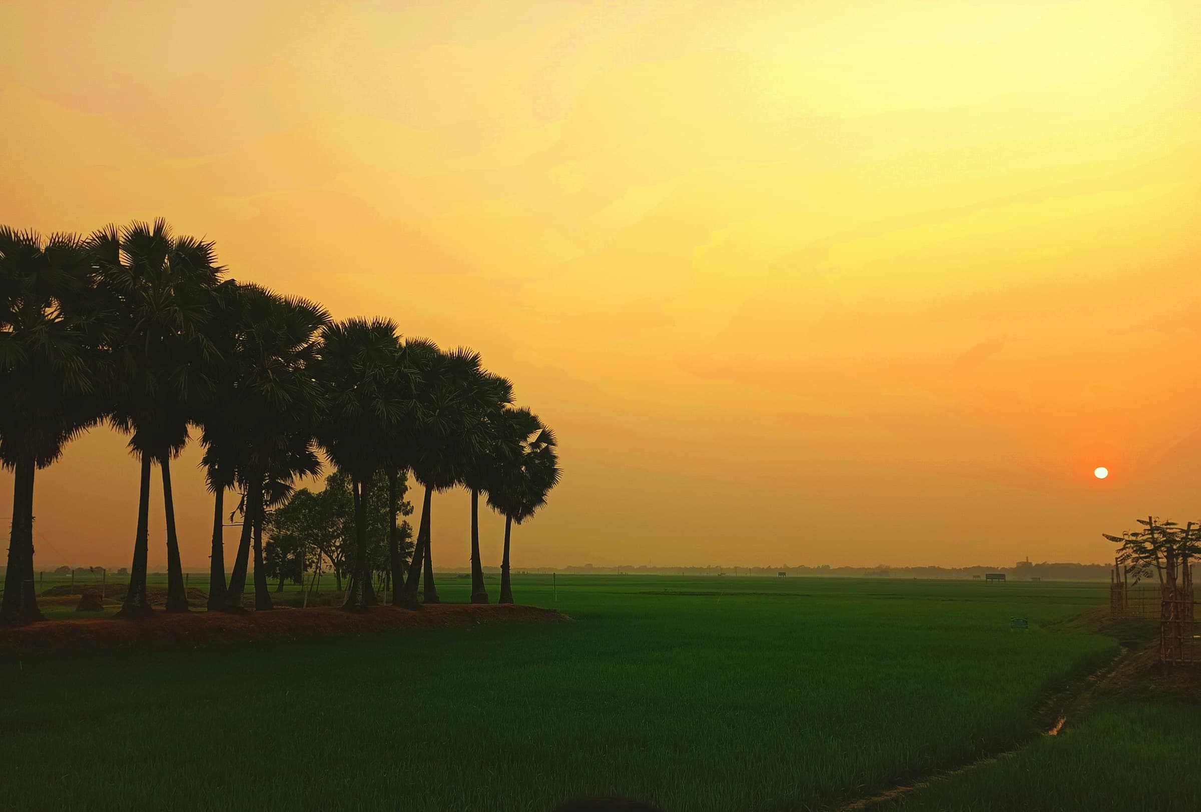 Green fields at sunset